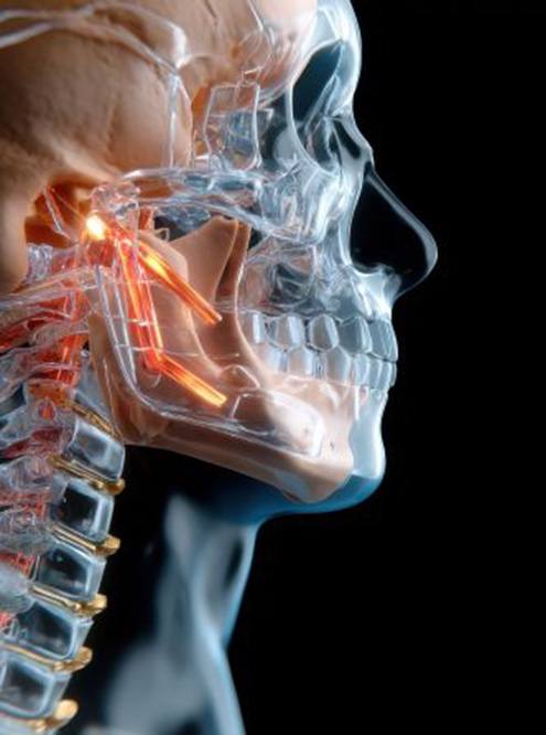 Illustration showing anatomy of human skull
